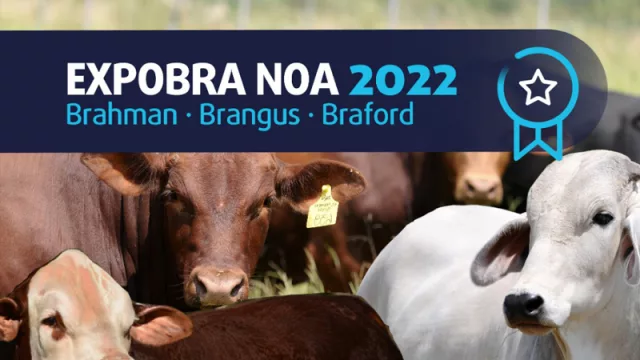 La Expobra Noa 2022 reunirá en Santiago a productores de reproductores Brangus, Brahman y Braford del NOA