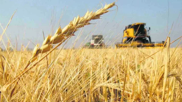 Actualizan los precios de referencia de la harina en el marco del Fondo Estabilizador del Trigo