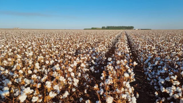 Invitan a participar de las Jornadas de Algodón 2022 (La Banda será sede del primer encuentro)