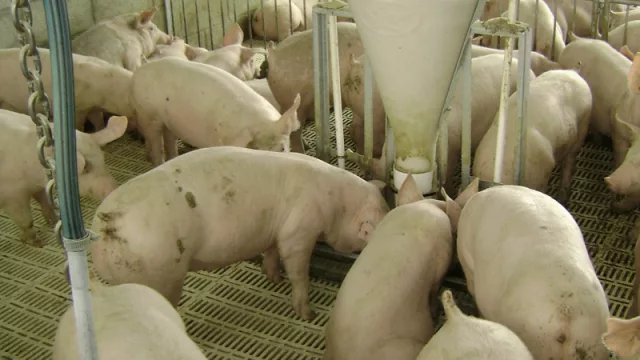 Ultiman detalles para el 2º Encuentro de Productores Porcinos