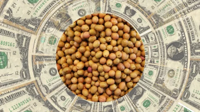 Productores vendieron 600.000 toneladas de soja y acumulan casi 9,5 millones en 11 ruedas