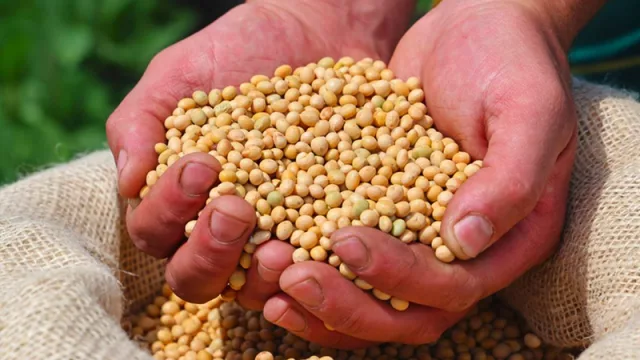 Productores vendieron casi 300.000 toneladas de soja (y acumularon más de 16 millones)