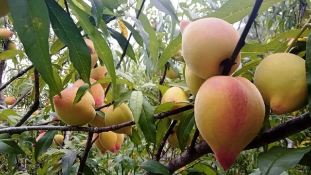 Empezó la época más dulce, la de duraznos: hay un mes y medio para aprovecharlos