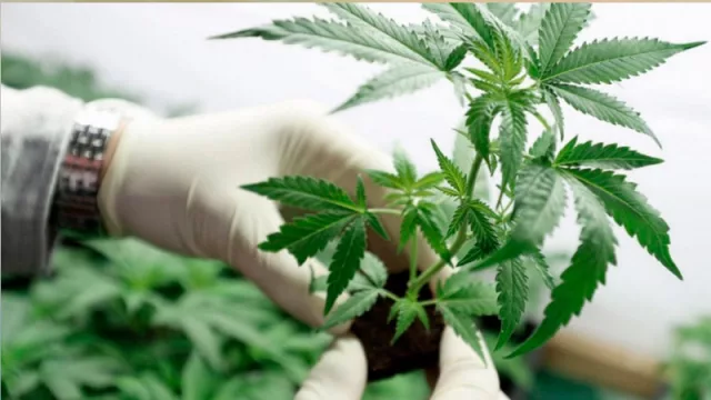 Se realizó el primer Congreso Medicinal y Productivo de Cannabis del Norte Grande (en el Nodo Tecnológico)