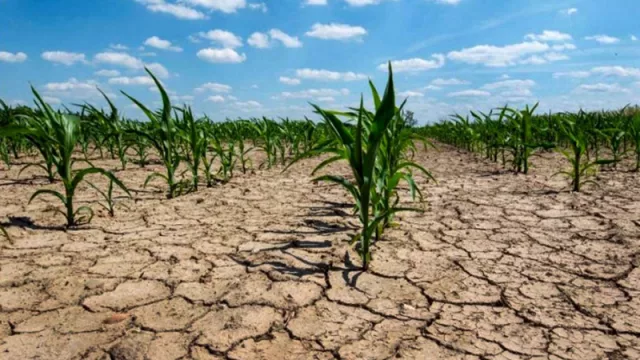 Desde el sudeste santiagueño: "Sufrimos mucho la sequía pero también el frío, es un clima devastador y muy extraño”