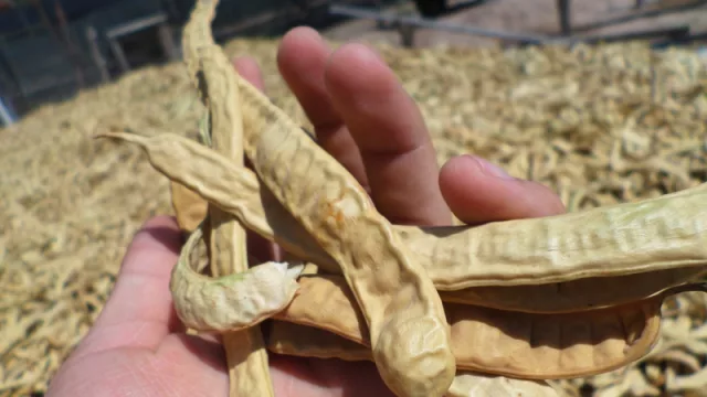 Dictarán taller para aprovechar y optimizar los beneficios de la algarroba (oportunidad para emprendedores)