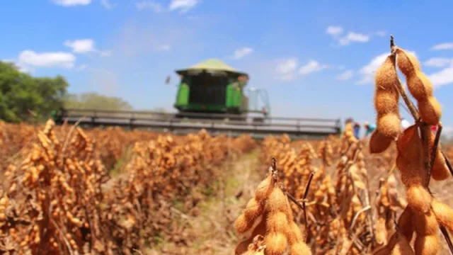 Productores vendieron más de 240.000 toneladas de soja y acumulan 4,2 millones