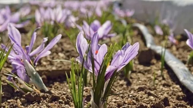 Cómo convertirse en productor de azafrán con una inversión inicial de $ 100 mil y una rentabilidad anual del 40% (miel, cerveza, gin y más)