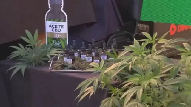 Corrientes presentó su aceite de cannabis medicinal (la provincia cosecha 25 kilos por mes y se espera duplicar la producción)