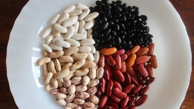 Porotos: la Argentina se posiciona como uno de los mayores exportadores del mundo (la empresa jujeña Porosem, suma al mercado)