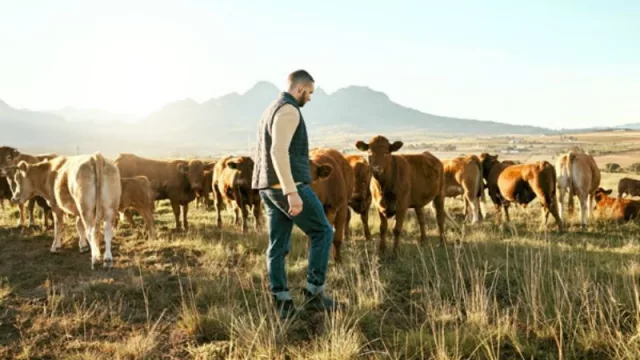 Perspectivas y control de gestión para la producción en el NOA