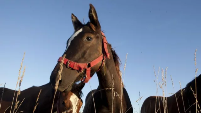 Encefalomielitis equina: Se refuerzan acciones para prevenir y contener la enfermedad
