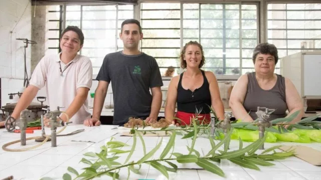 Los árboles como energía alternativa: investigadores de la UNLP exploran nuevas fronteras en biomasa