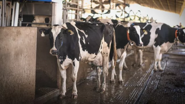 Del origen a la mesa: McDonald's te muestra de dónde vienen (por primera vez) sus materias primas y su cadena de valor