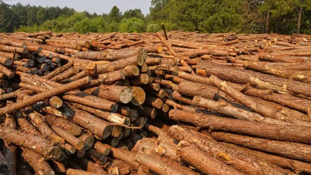 Madereros en alerta: advierten "inminentes despidos masivos" por la caída del consumo