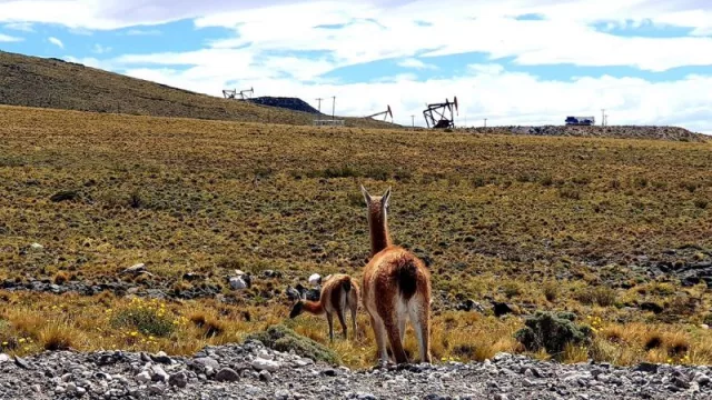 Bentia Energy invertirá US$ 150 millones para revitalizar áreas maduras y explorar Vaca Muerta
