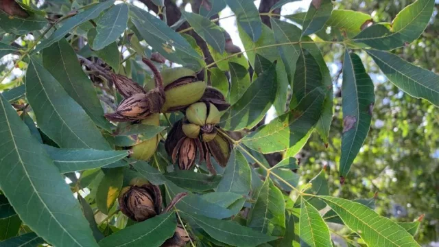 La nuez pecán comienza a consolidarse en Catamarca (una oportunidad que genera empleo y diversifica la producción)