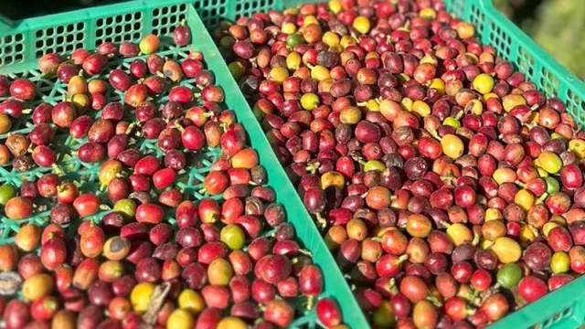 Tucumán impulsa su propio café: lanzan el Programa Provincial de Promoción del cultivo