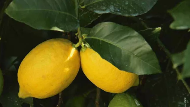 El limón impulsa a Tucumán: destacan su liderazgo exportador en Europa