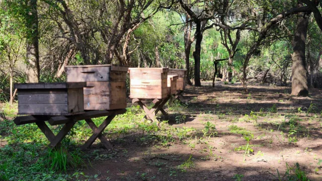 La miel de los humedales busca consolidarse como un producto estrella del NEA (Chaco apuesta a la apicultura regional)