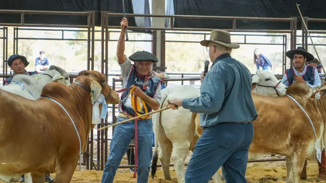 Arrancaron Las Nacionales y Formosa pisó fuerte en la pista Brahman (genética y funcionalidad marcaron la jornada)