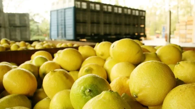 Exportaciones tucumanas: la provincia vendió US$ 966,3 millones al mundo (y amplió su oferta en 2025)
